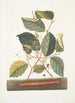 Scolopendra Hamamelis - Mark Catesby — widok dzieła