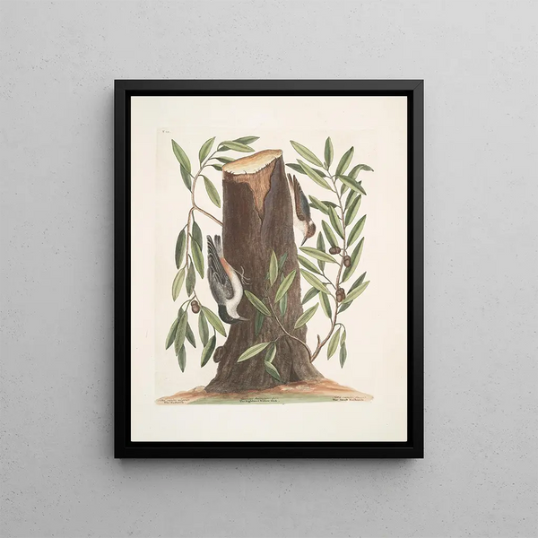 Mark Catesby - Sitta capite nigro The Nuthatch Luercus humilior The Highland Willow Oak Sitta capite fusco The Small Nuthatch.webp