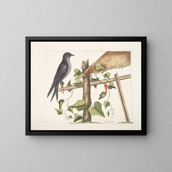 Smilax c. Hirundo purpurea, le Martin pourpre - Mark Catesby — oprawiony obraz na ścianie