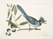 Smilax lisse, laurier à feuilles non dentées, baies noires, le Smilax à feuilles de laurier, Pica cristata carulea, le Geai huppé bleu - Mark Catesby — widok dzieła