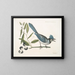 Smilax lisse, laurier à feuilles non dentées, baies noires, le Smilax à feuilles de laurier, Pica cristata carulea, le Geai huppé bleu - Mark Catesby — oprawiony obraz na ścianie