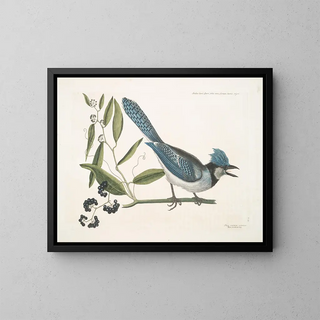 Mark Catesby - Smilax loevis Lauri folio non Serrato baccis nigris The Bayleaved Smilax  Pica cristata carulea The crested Jay.webp