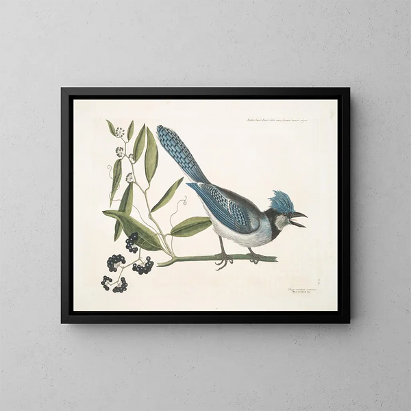 Smilax lisse, laurier à feuilles non dentées, baies noires, le Smilax à feuilles de laurier, Pica cristata carulea, le Geai huppé bleu - Mark Catesby — oprawiony obraz na ścianie