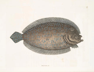 Mark Catesby - Solea lunata c The Sole.webp