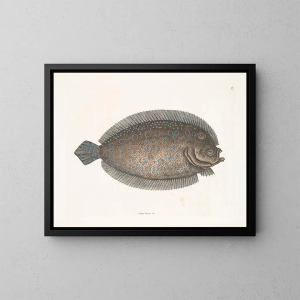 Solea lunata - Mark Catesby — oprawiony obraz na ścianie