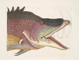 Le grand poisson-hogfish - Mark Catesby — widok dzieła