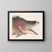 Le grand poisson-hogfish - Mark Catesby — oprawiony obraz na ścianie