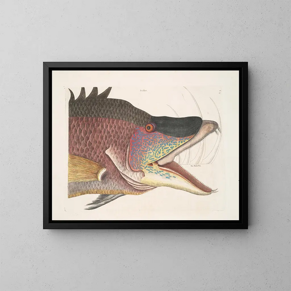 Le grand poisson-hogfish - Mark Catesby — oprawiony obraz na ścianie