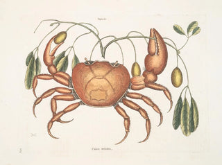 Mark Catesby - Tapia c Cancer terrestris The LandCrab.webp