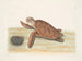 Tortue caouanne - Mark Catesby — widok dzieła