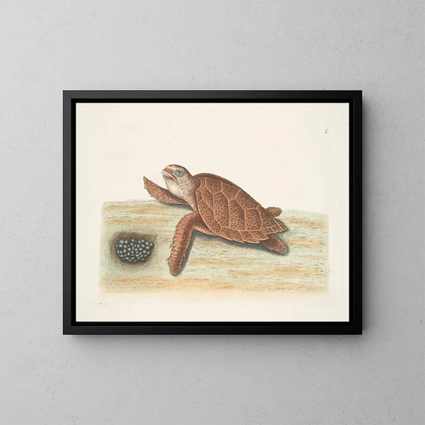 Tortue caouanne - Mark Catesby — oprawiony obraz na ścianie