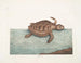 La tortue caouanne - Mark Catesby — widok dzieła