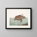 La tortue caouanne - Mark Catesby — oprawiony obraz na ścianie