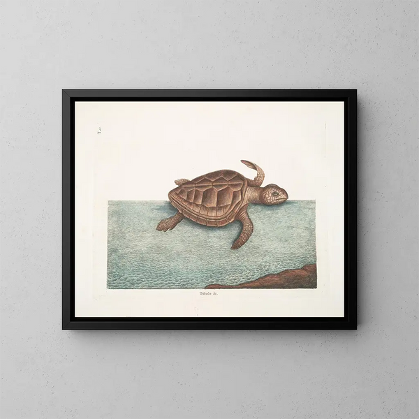 La tortue caouanne - Mark Catesby — oprawiony obraz na ścianie