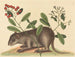 Le coney des Bahamas - Mark Catesby — widok dzieła