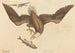 Biały orzeł (Falco leucocephalus) - Mark Catesby — widok dzieła