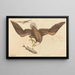 Biały orzeł (Falco leucocephalus) - Mark Catesby — oprawiony obraz na ścianie