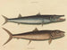 Le barracuda - Mark Catesby — widok dzieła