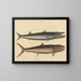 Le barracuda - Mark Catesby — oprawiony obraz na ścianie