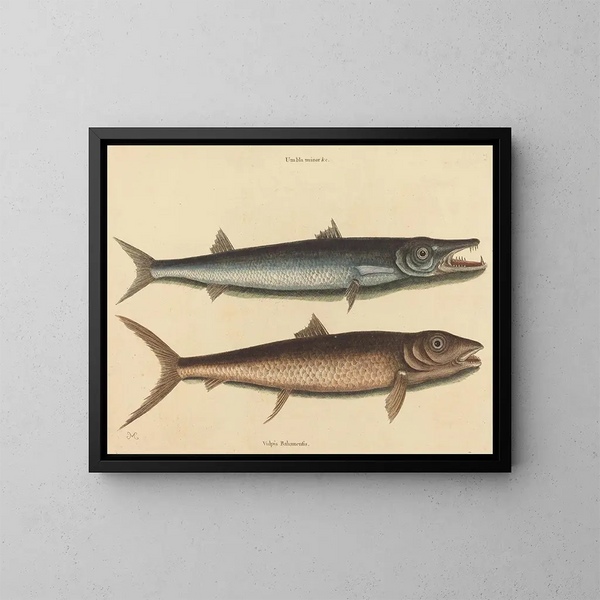 Le barracuda - Mark Catesby — oprawiony obraz na ścianie
