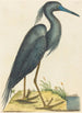 Le Héron Bleu Ardea coerulea - Mark Catesby — widok dzieła