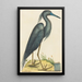 Le Héron Bleu Ardea coerulea - Mark Catesby — oprawiony obraz na ścianie