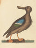 Le Canard souchet à ailes bleues Anas clypeata foemina - Mark Catesby — widok dzieła
