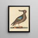 Le Canard souchet à ailes bleues Anas clypeata foemina - Mark Catesby — oprawiony obraz na ścianie