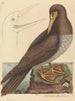 Le fou Pelecanus sula - Mark Catesby — widok dzieła