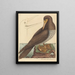 Le fou Pelecanus sula - Mark Catesby — oprawiony obraz na ścianie