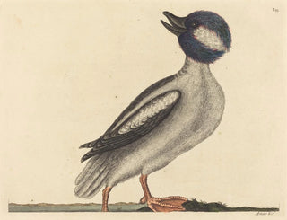 Kaczka z głową bawoła - Mark Catesby — widok dzieła