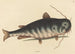 Le Poisson-Chat Silurus catus - Mark Catesby — widok dzieła