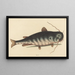 Le Poisson-Chat Silurus catus - Mark Catesby — oprawiony obraz na ścianie