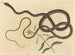 Le serpent fouet de coachwhip - Mark Catesby — widok dzieła