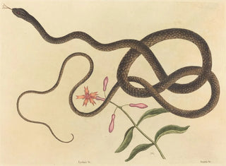 Le serpent fouet de coachwhip - Mark Catesby — widok dzieła