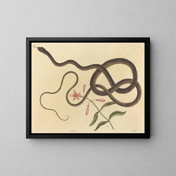 Le serpent fouet de coachwhip - Mark Catesby — oprawiony obraz na ścianie