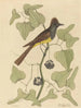 Le Moucherolle huppé Muscicapa cristata - Mark Catesby — widok dzieła
