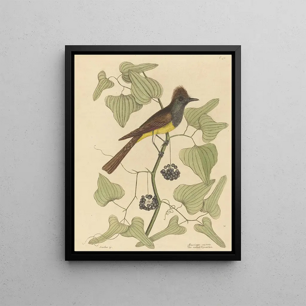 Mark Catesby - The Crested Flycatcher Muscicapa cristata.webp