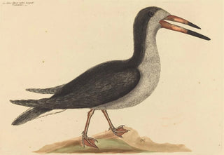 Mark Catesby - The Cutwater Rhynchops nigra.webp
