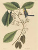 Le Grimpereau des pins Parus americanus - Mark Catesby — widok dzieła