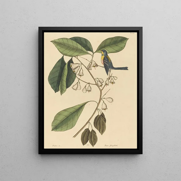 Mark Catesby - The Finch Creeper Parus americanus.webp