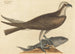 Le balbuzard pêcheur Falco haliaetus - Mark Catesby — widok dzieła