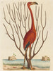 Różowy flamingo Phoenicopterus ruber - Mark Catesby — widok dzieła