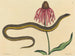 Le serpent de verre Anguis ventralis - Mark Catesby — widok dzieła