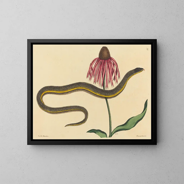 Le serpent de verre Anguis ventralis - Mark Catesby — oprawiony obraz na ścianie