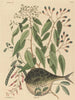 Le poisson globe Tetrodon lagocephalus - Mark Catesby — widok dzieła
