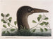 Le grand bouc à feuilles obtuses d'Anthémis Bassano - Mark Catesby — widok dzieła