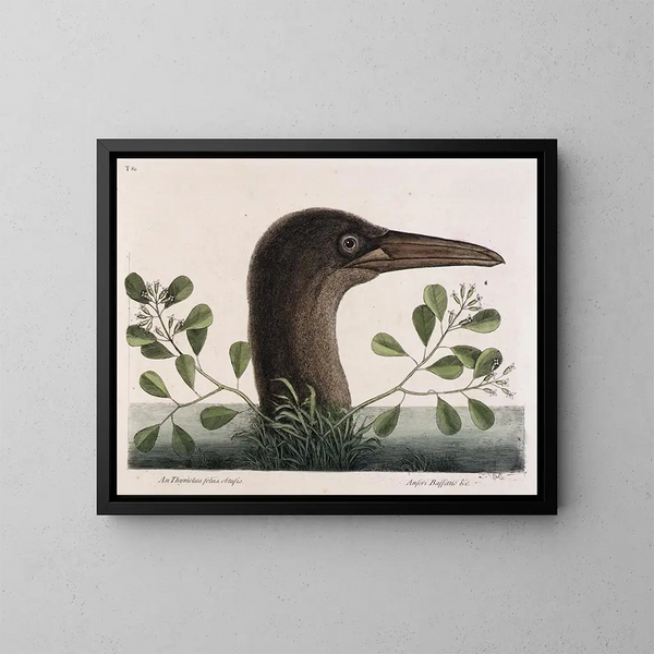 Le grand bouc à feuilles obtuses d'Anthémis Bassano - Mark Catesby — oprawiony obraz na ścianie