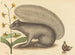 Szary tamia - Mark Catesby — widok dzieła
