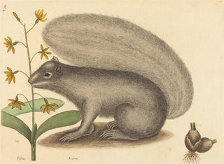 Szary tamia - Mark Catesby — widok dzieła